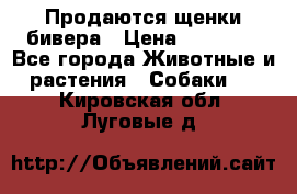 Продаются щенки бивера › Цена ­ 25 000 - Все города Животные и растения » Собаки   . Кировская обл.,Луговые д.